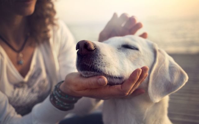 CDC Releases New Social Distancing Guidelines For Pets