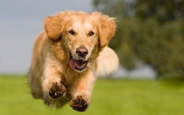 GOOD BOY: Dog Sets Guinness World Record For Tennis Balls