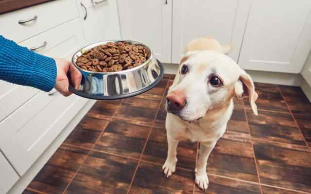 Four Thanksgiving Foods You Shouldn’t Give Your Dog