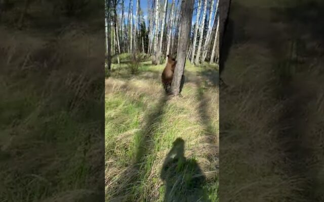 Canadian man shares video of stalking black bear
