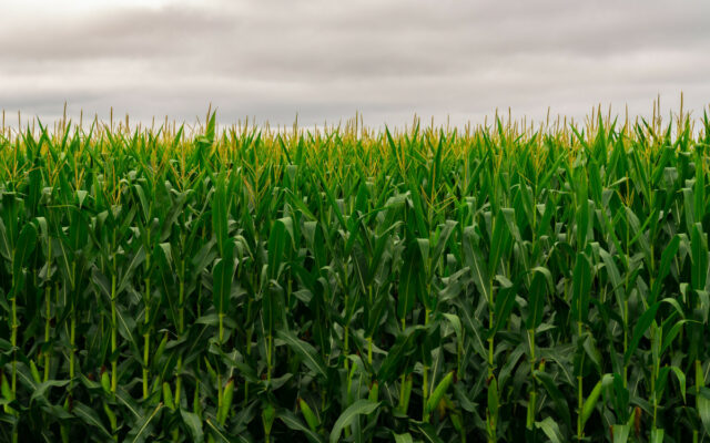 Southeast Minnesota Agronomist talks about area corn, soybean, wheat and oat crops