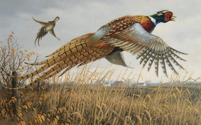 Winner chosen for pheasant and turkey stamp contests