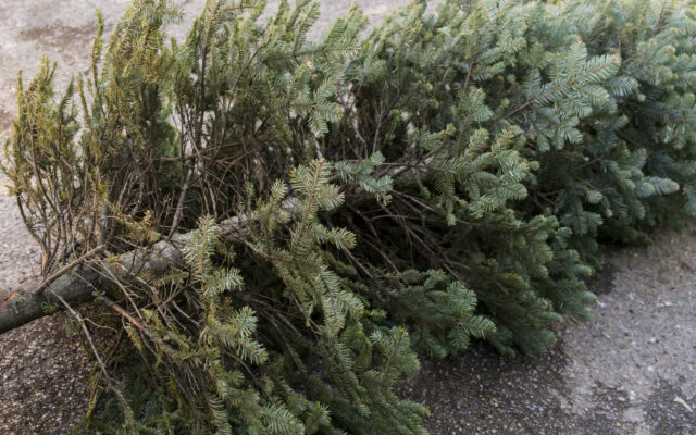 Pacelli offering Christmas Tree pickup service again this year
